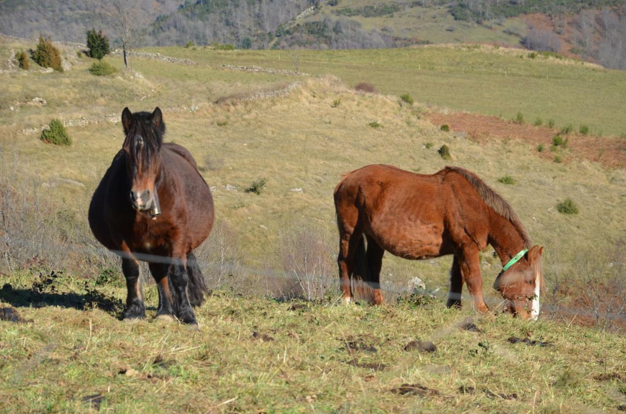Casa Rural Mollo, Vall De Camprodon Zewnętrze zdjęcie